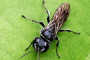 Crabronidae Wasp (Pison sp) (Pison sp)